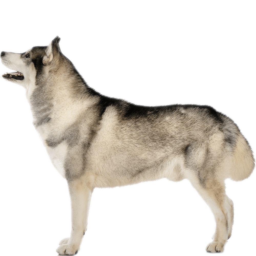 Siberian Husky Dog Breed Information Dognomics