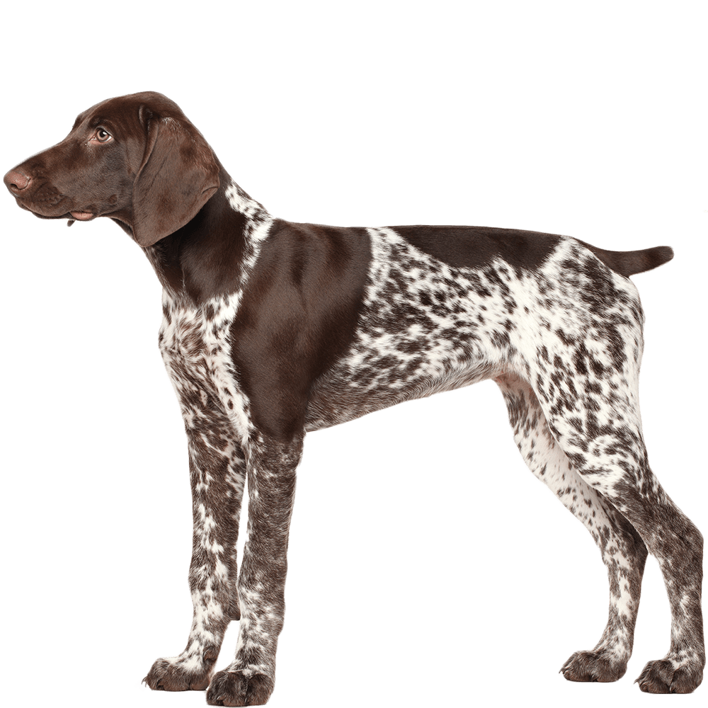 German Shorthaired Pointer Dog Breed Information - Dognomics