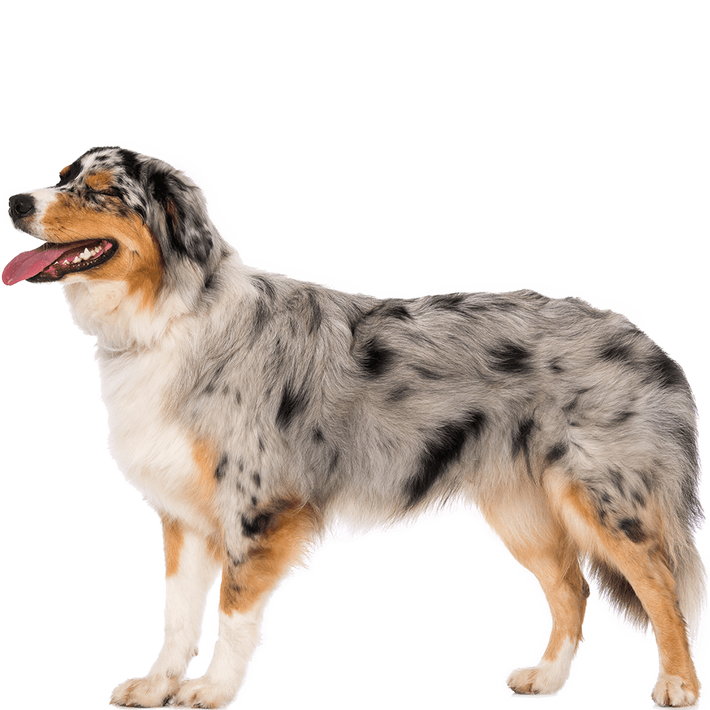 Australian Shepherd Dog Breed Information - Dognomics