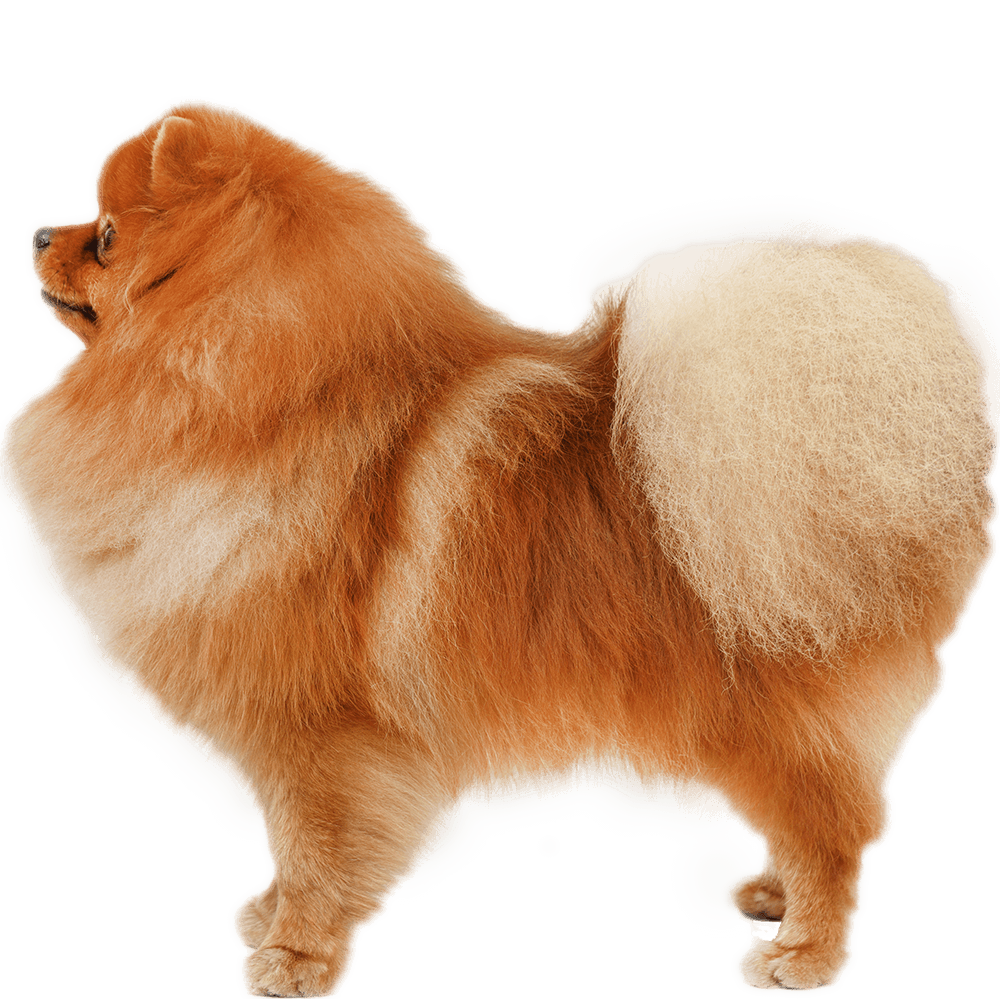 Pomeranian Dog Breed Information Dognomics